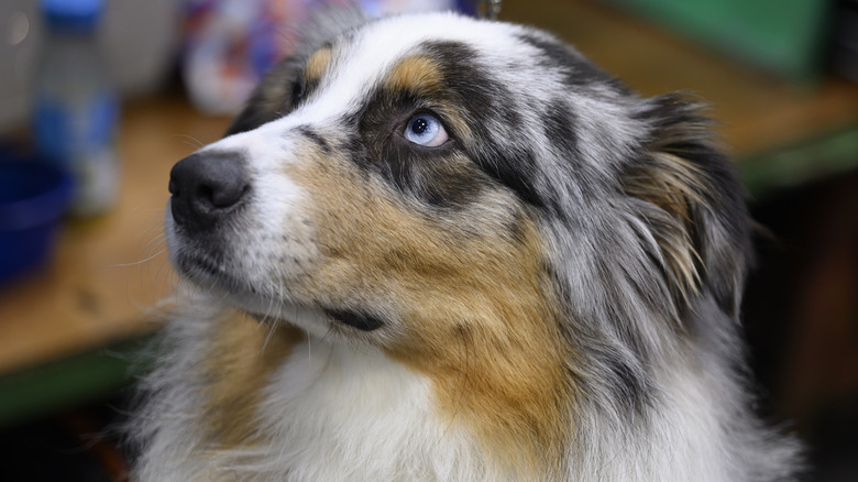 Australian Shepherd dog