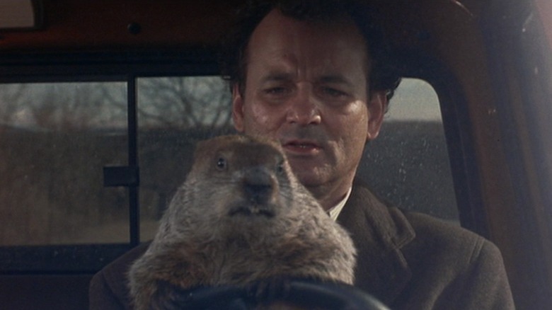 Phil driving with a groundhog in his lap, in Groundhog Day