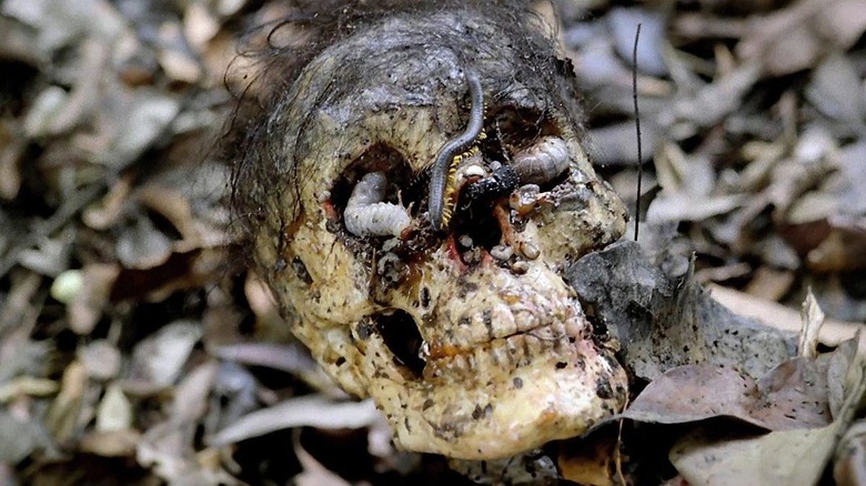 Worms in human skull