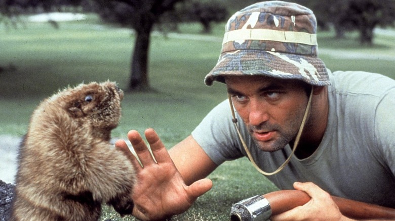 Bill Murray watches gopher