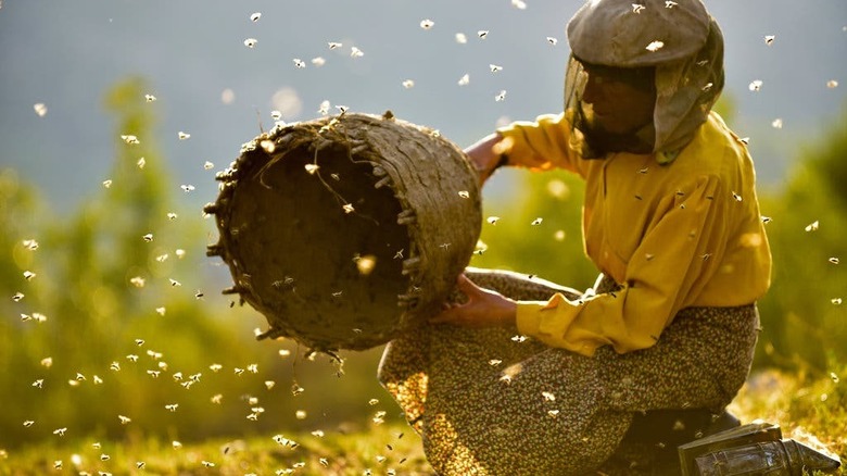 Hatidze Muratova in "Honeyland"