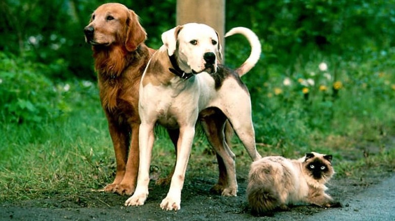 Shadow, Chance and Sassy stand alongside a road in Homeward Bound: The Incredible Journey