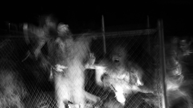 Monsters fence