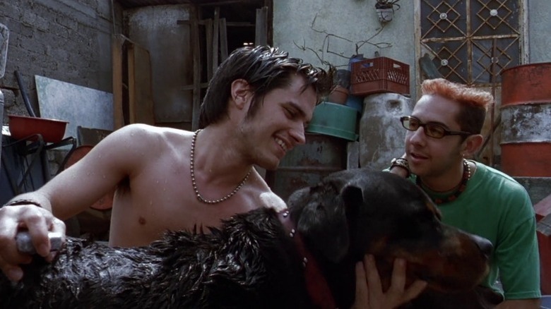 Gael García Bernal as Octavio smiling, holding up Cofi the rottweiler's head and washing his fur while Humberto Busto as Jorge looks on in Amores Perros