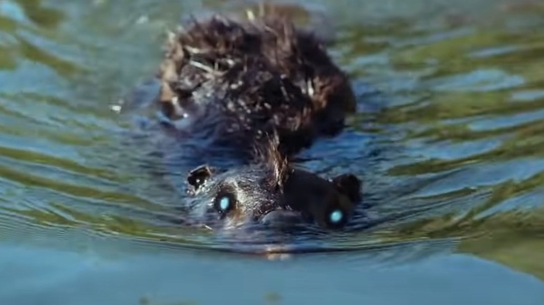 Zombie beaver in water
