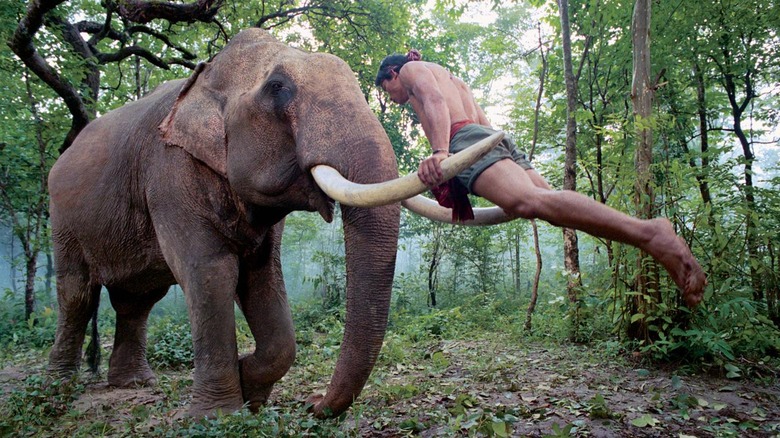 Tony Jaa doing push-ups on an elephant's tusks