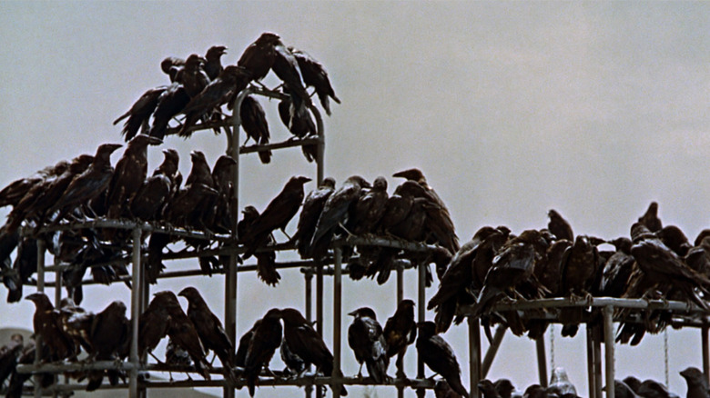 Birds sit on a jungle gym in The Birds