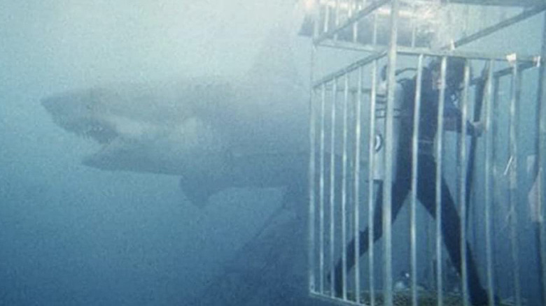 The mechanical shark from the cage scene in Jaws