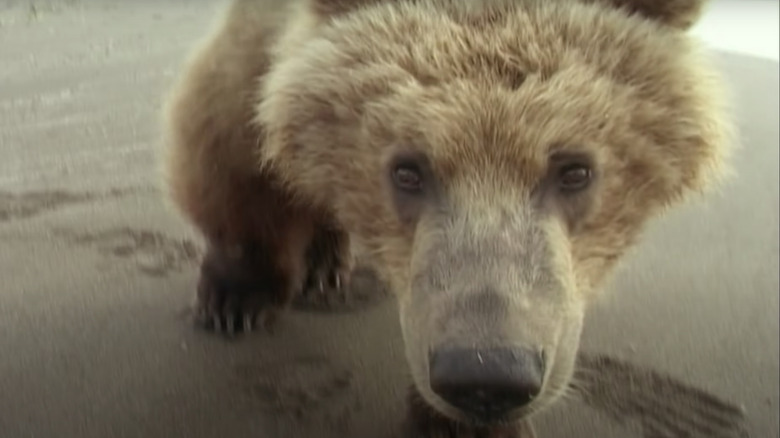 Grizzly Man Bear Close-Up