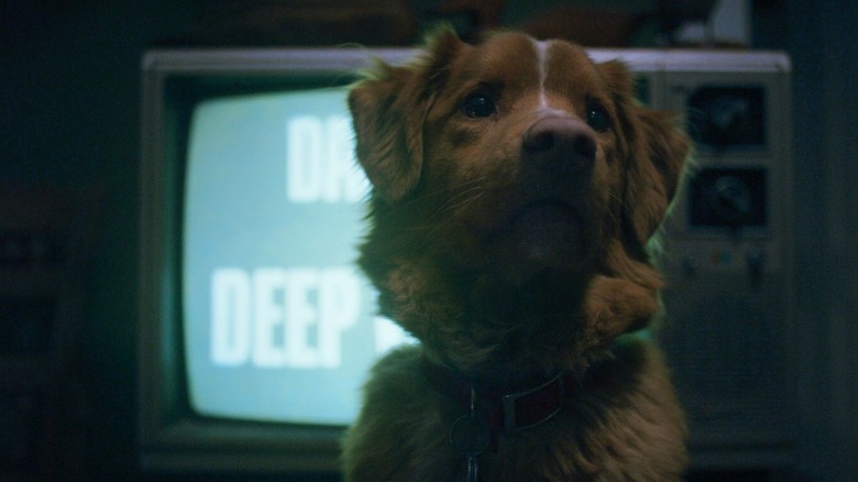 Indy sits in front of the TV in Good Boy