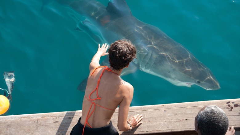 Halle Berry reaches out to a shark as Kate Mathieson in Dark Tide