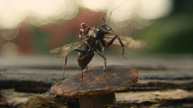 Ant-Man rides Ant-thony