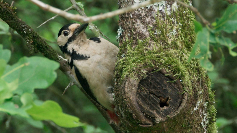 A bird from the film Heart of Oak