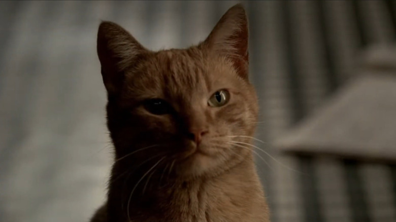 Orange tabby cat from The Sopranos