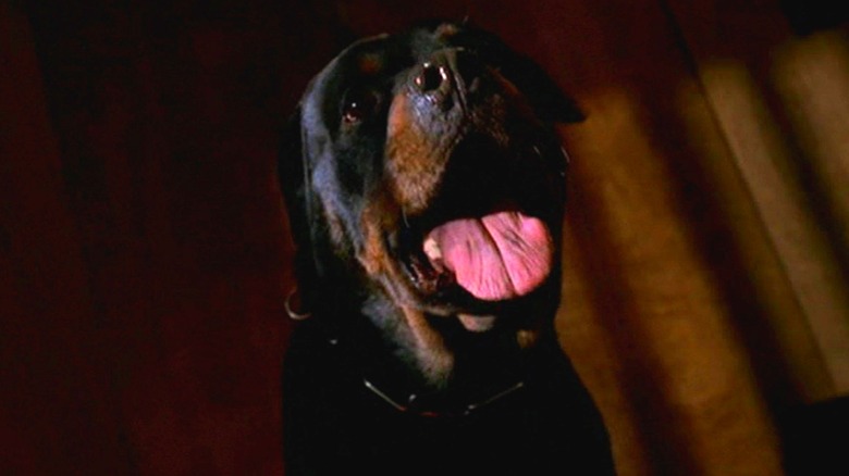 Rottweiler in Dr. Melfi's dream on The Sopranos