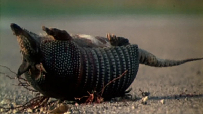 A dead armadillo in The Texas Chain Saw Massacre (1974)