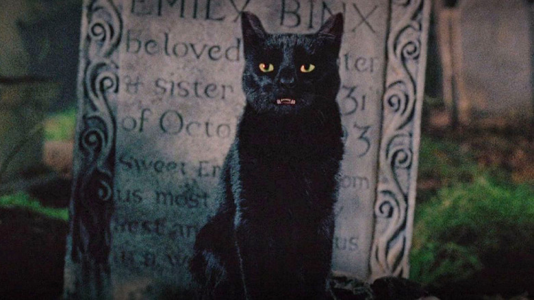 There Are 'No Talking Cats' In Hocus Pocus 2, But Thackery Binx Will Return