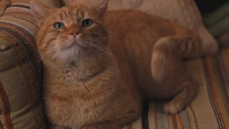 Mews the cat in Stranger Things