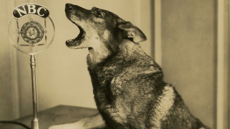 Rin Tin Tin barking at an NBC microphone, sometime in the 1920s.