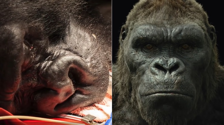 Close-up picture of Gorilla vs rendering of King Kong in Kong: Skull Island