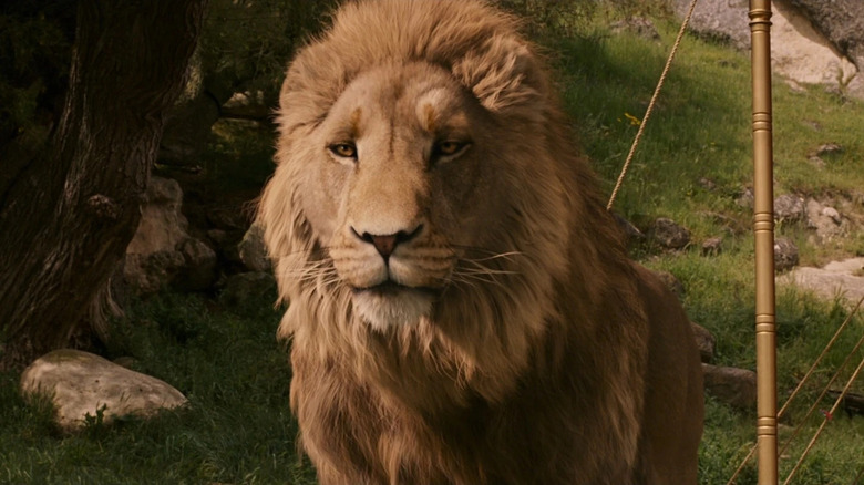 Aslan surrounded by grass