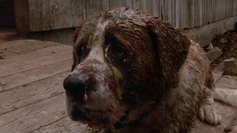 Cujo, sick and muddy