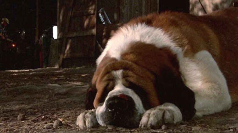 Cujo, normal St. Bernard