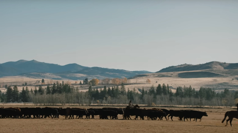 A rancher herds cows in Yellowstone