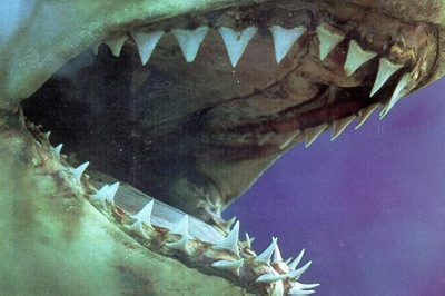 Rumor Killer: Jaws 5 Goes Direct To DVD