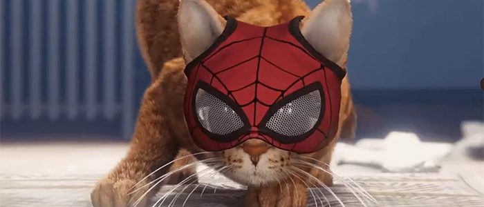 Spider-Cat Meme